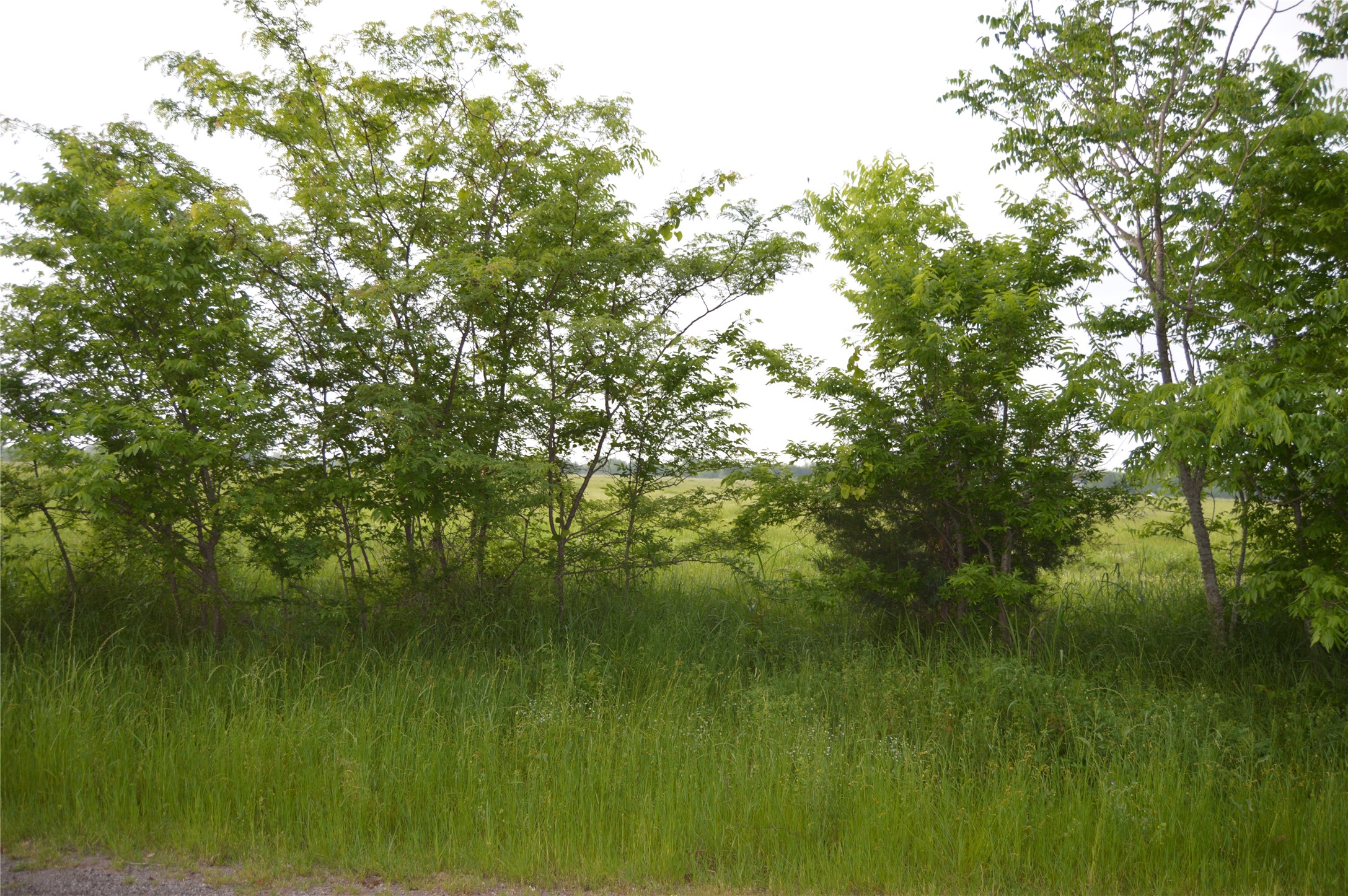 Tbd Lot 2 Rs County Road 1520 Point TX 75472