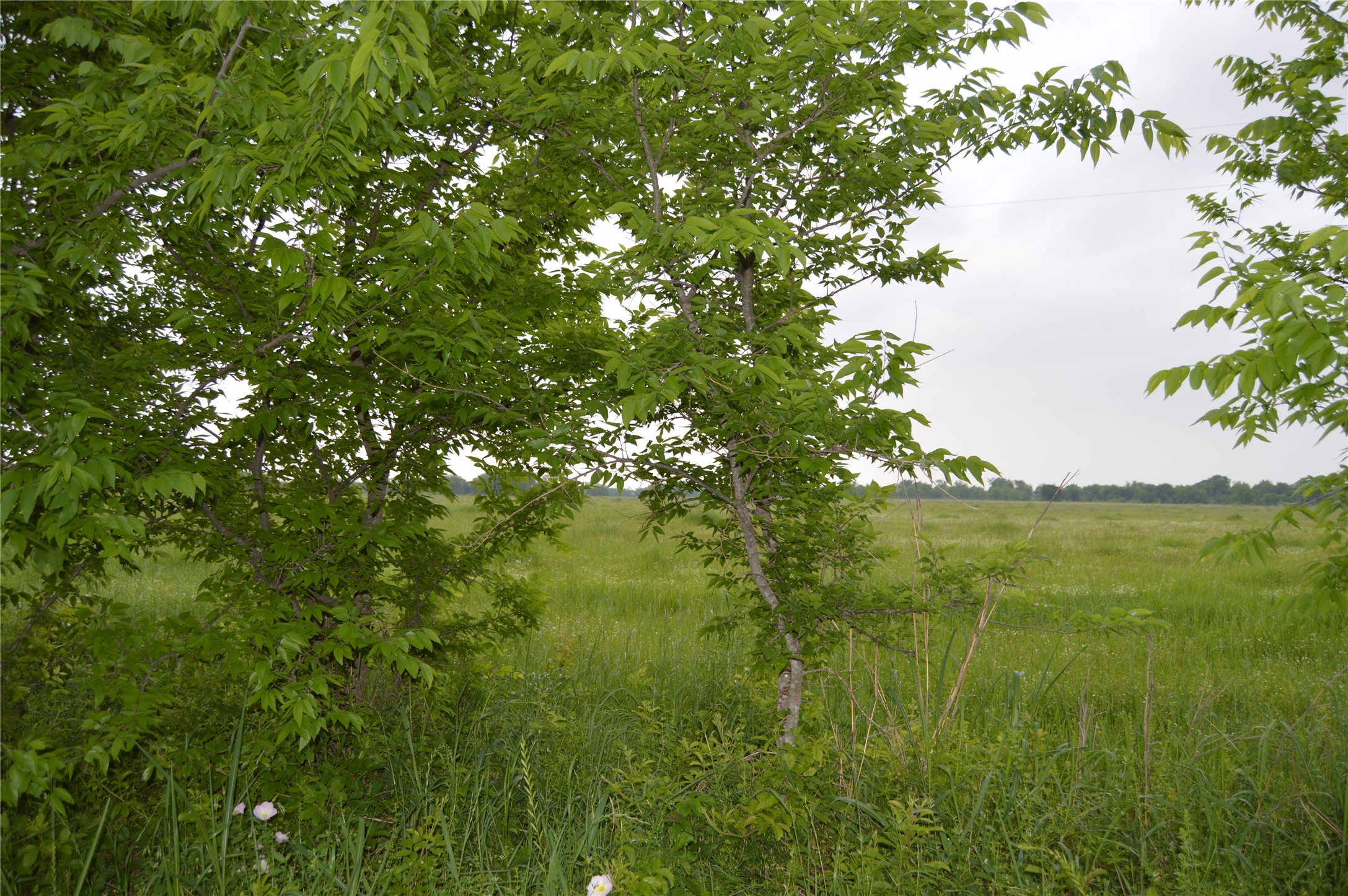 Tbd Lot 2 Rs County Road 1520 Point TX 75472