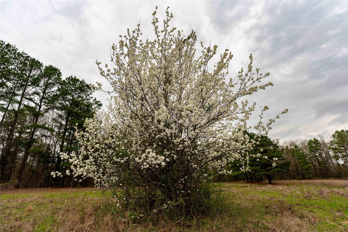 Tbd Central Road No City TX 75686
