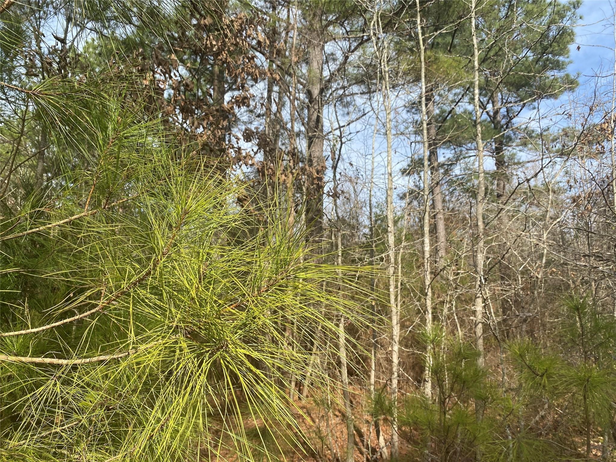 0000 Cr 2622 Marietta TX 75566