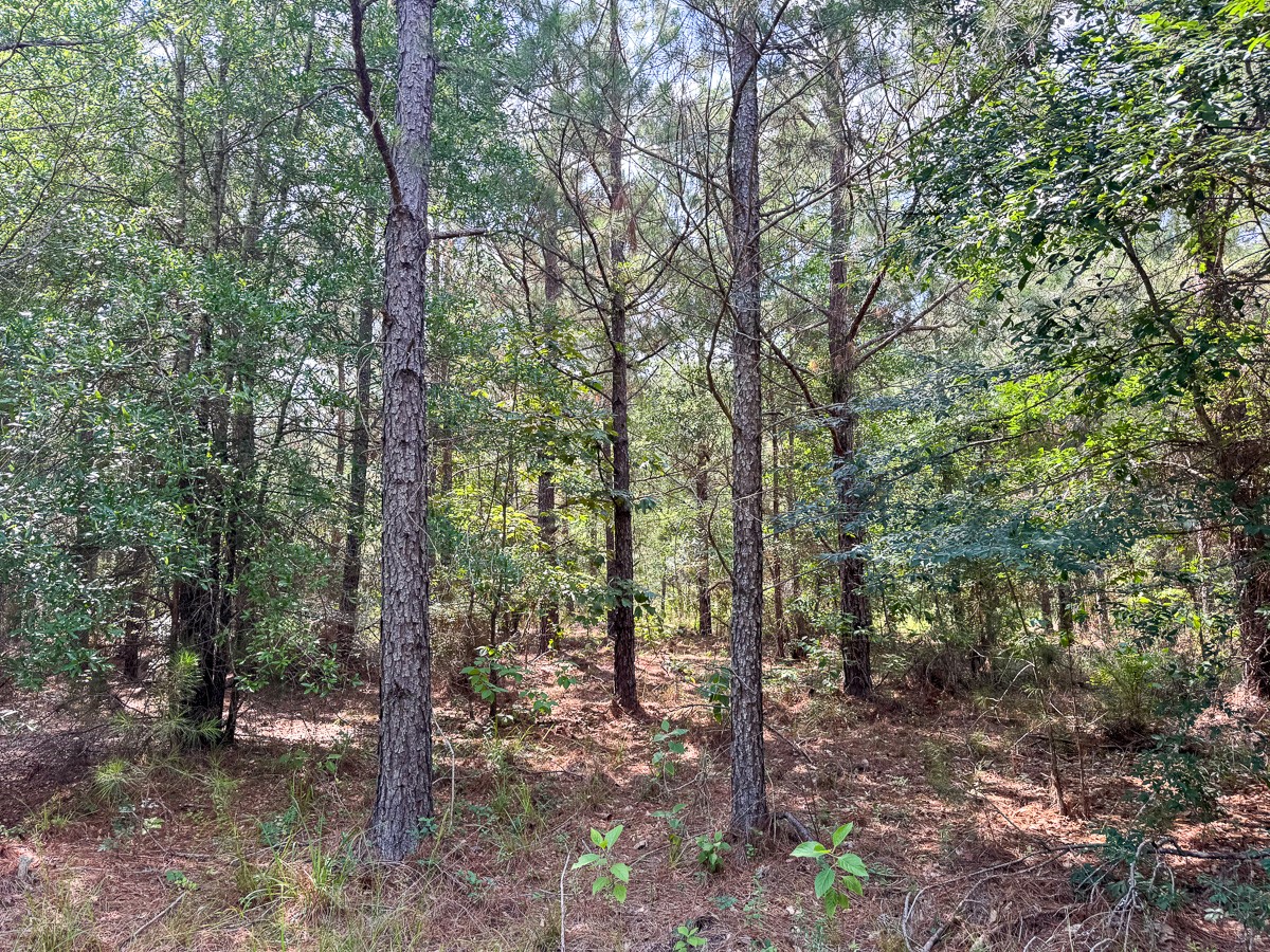 0 Ferguson Road Coushatta LA 71019