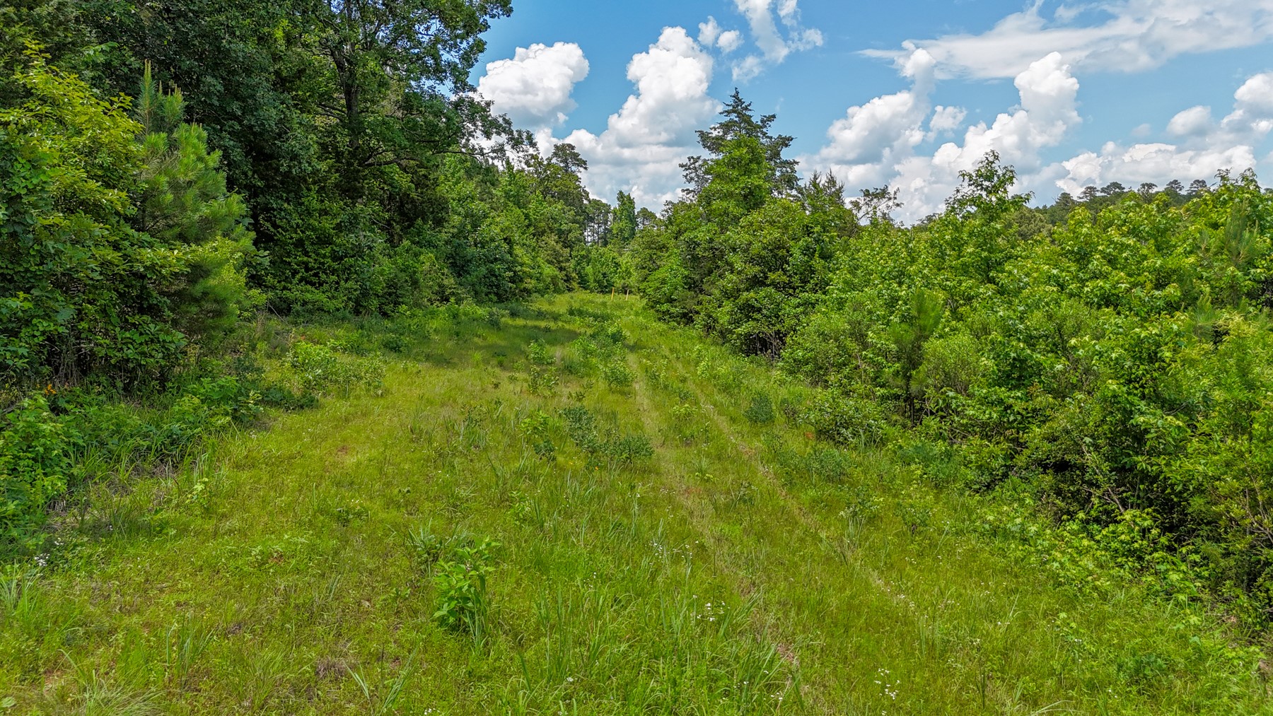 000 Avinger Cutoff Road Avinger TX 75630
