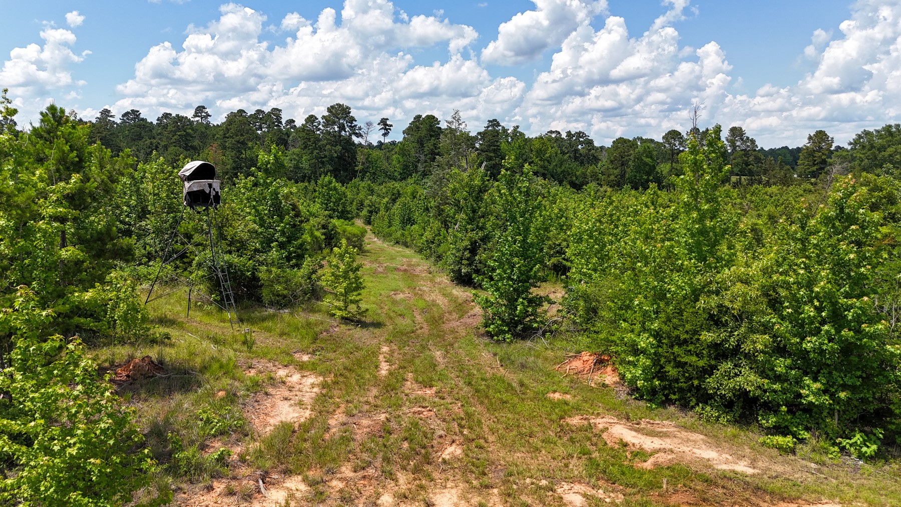 000 Avinger Cutoff Road Avinger TX 75630