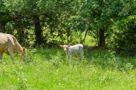 0000 County Road 4427 Avery TX 75554