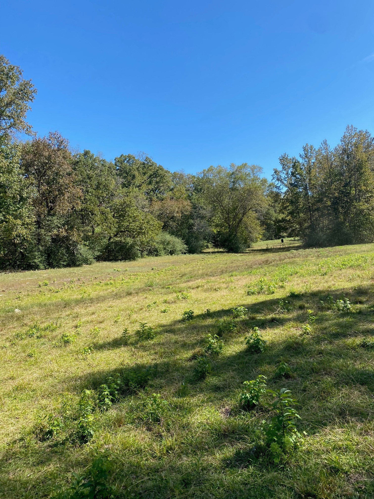 Tbd 004 County Road 242 Oakwood TX 75855