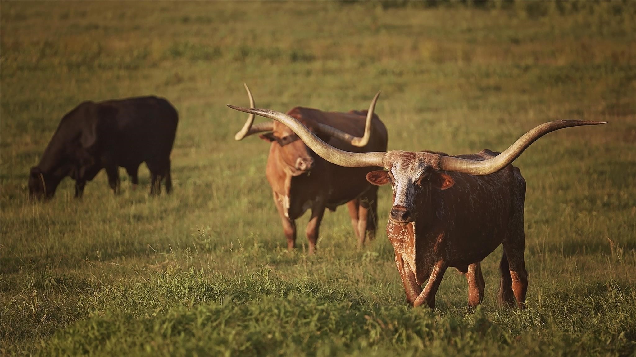 Tbd Fm 316 N Eustace TX 75124