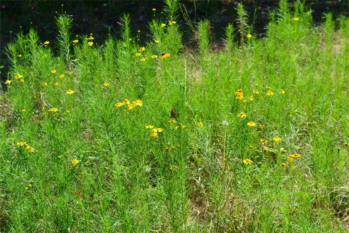 Tract 1 Tbd County Road 2244 Road Quinlan TX 75474