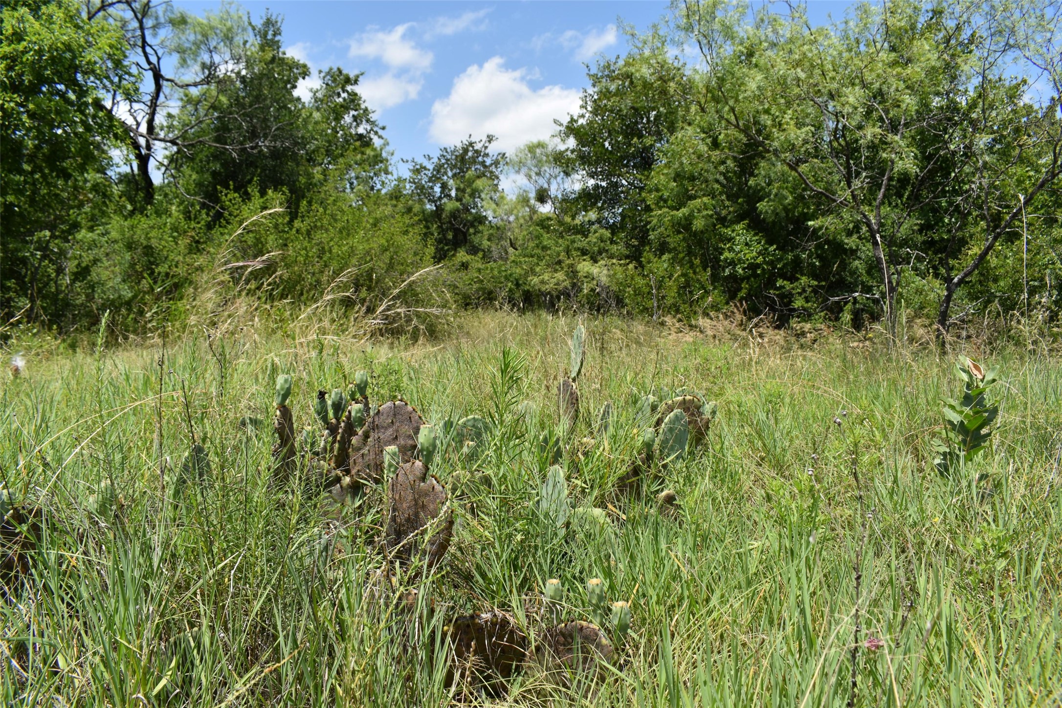 0 Fm 8 Pecan Orchard Side Gorman TX 76454
