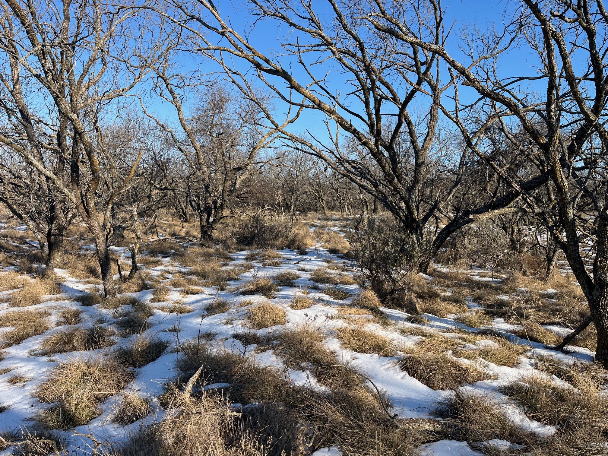 Tract 7 Of 17 Ac Burwick Road Jacksboro TX 76458