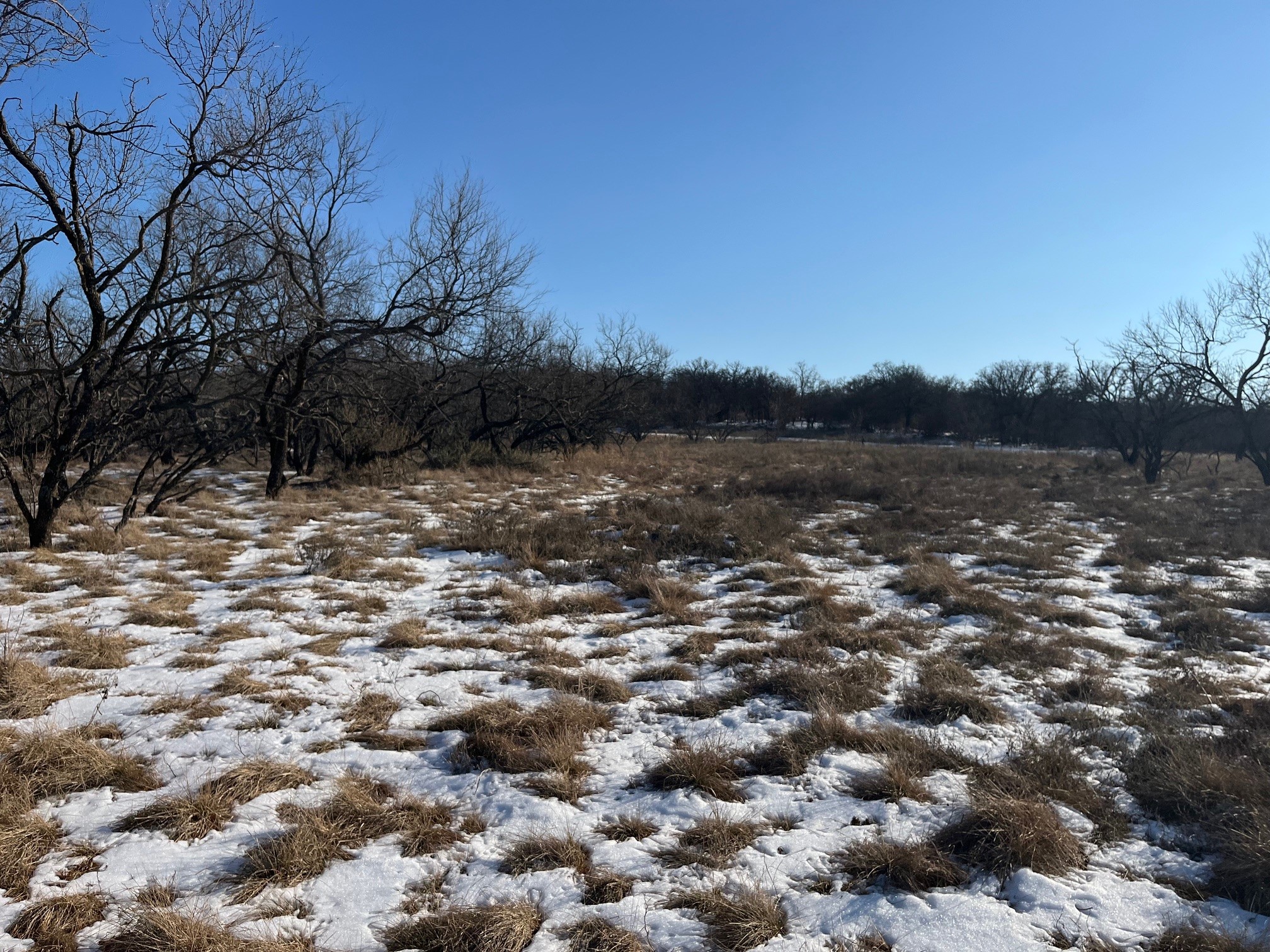 Tract 7 Of 17 Ac Burwick Road Jacksboro TX 76458
