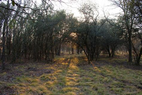 Lot 49 Tatanka Trail Gustine TX 76455