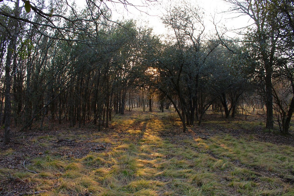 Lot 49 Tatanka Trail Gustine TX 76455