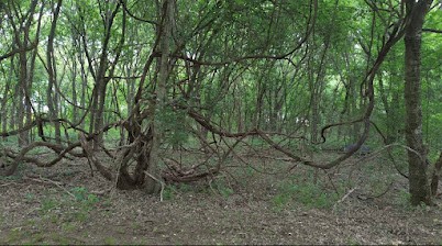 N/a Private Road Milford TX 76670