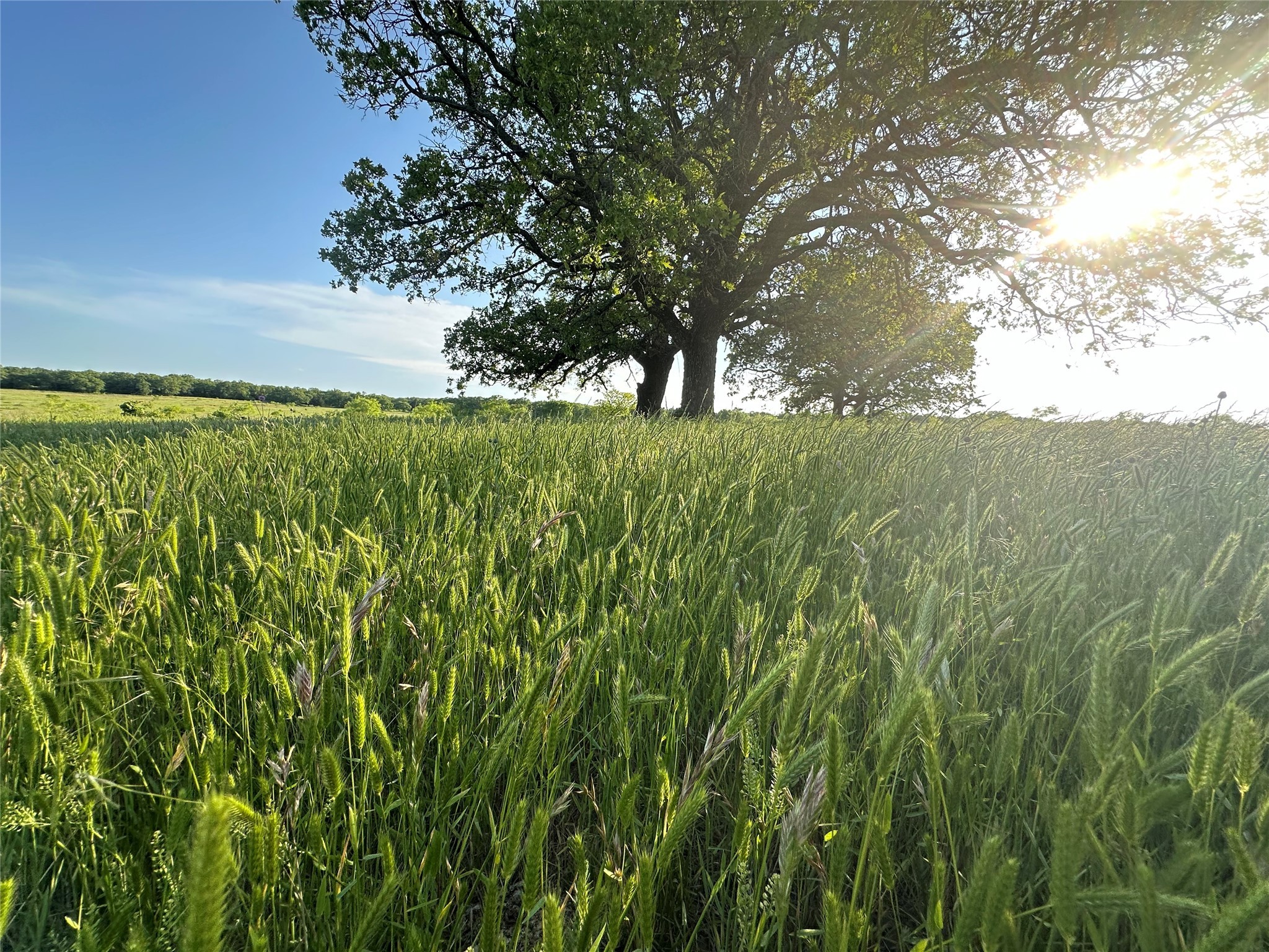 Tbd County Road 1895 Sunset TX 76270