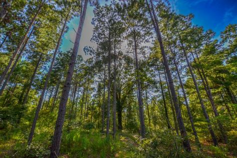 Tract 13 County Road 4224 Frankston TX 75763