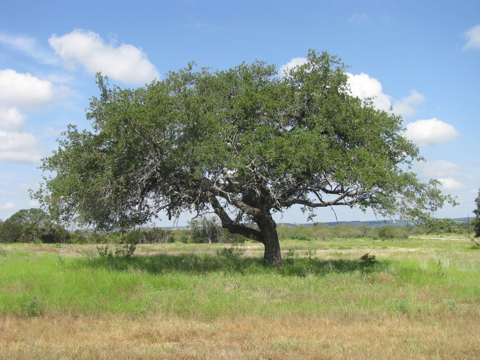 Lot 12 Ph 4 Pr 4212 Evant TX 76525