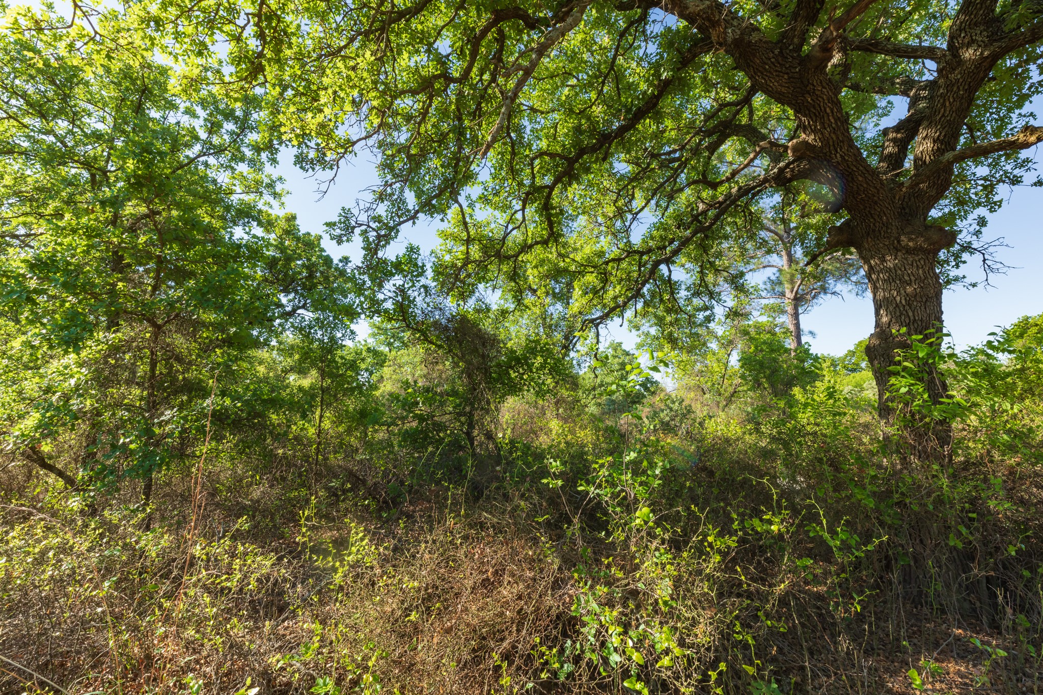 Tbd Private Road 705 Anson TX 79501