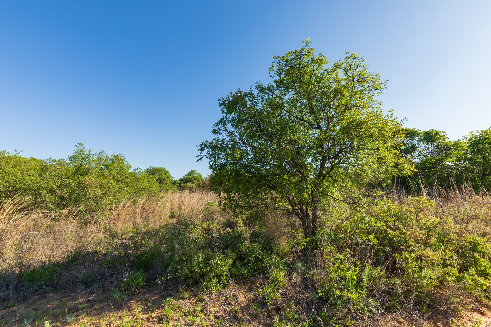 Tbd Private Road 705 Anson TX 79501