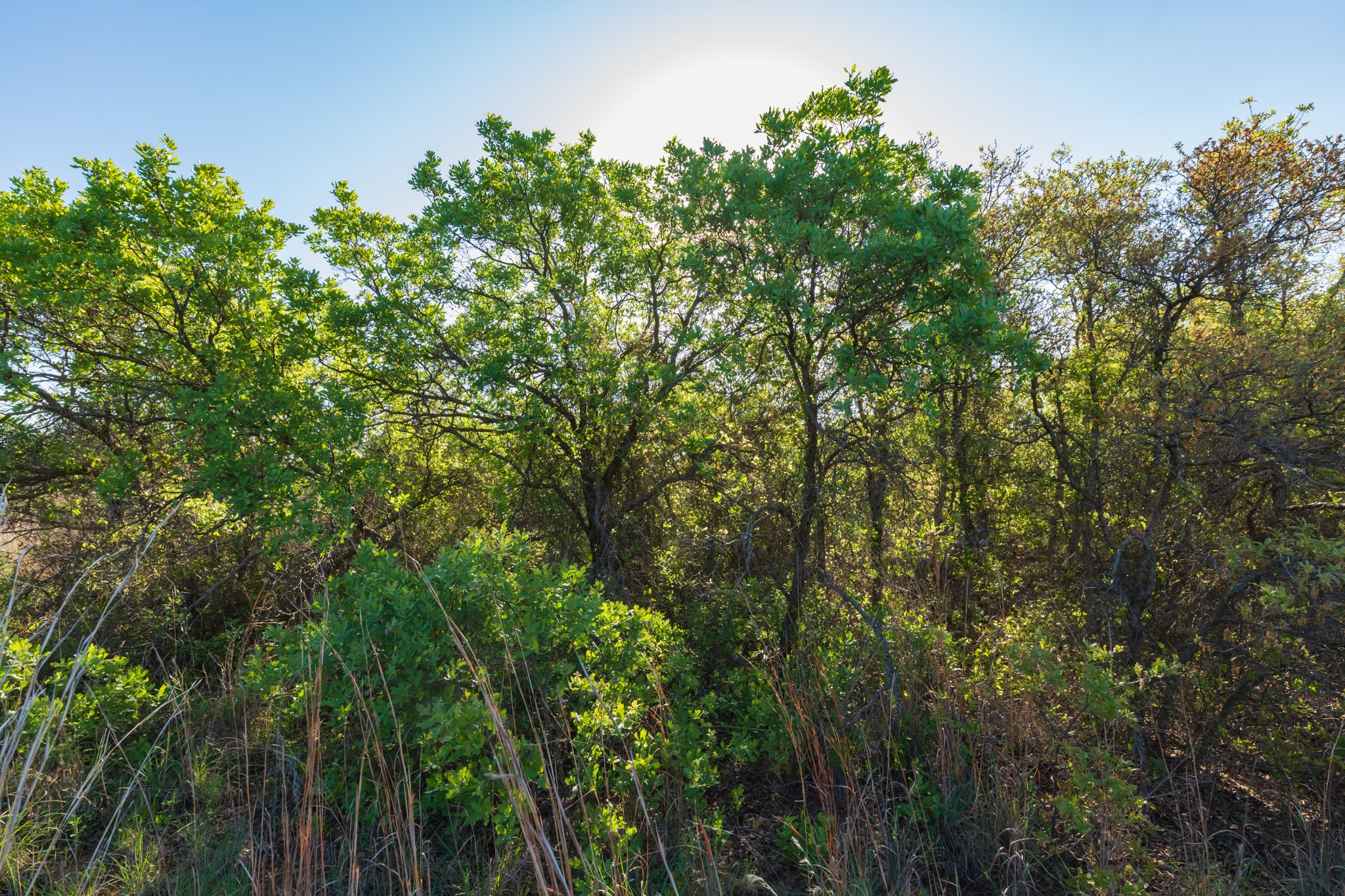 Tbd Private Road 705 Anson TX 79501