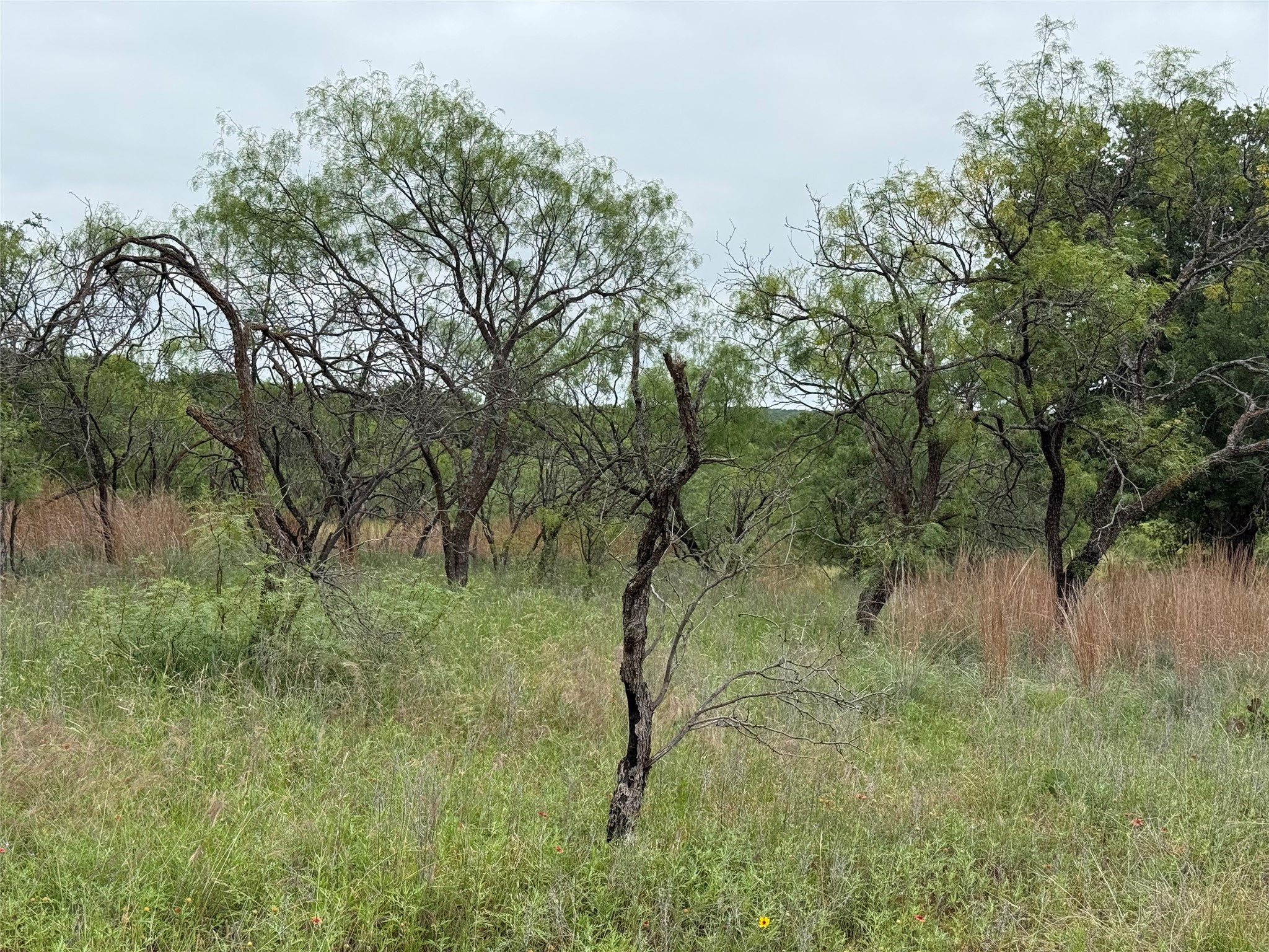 Lot 237 Vista Pointe Drive Chico TX 76431