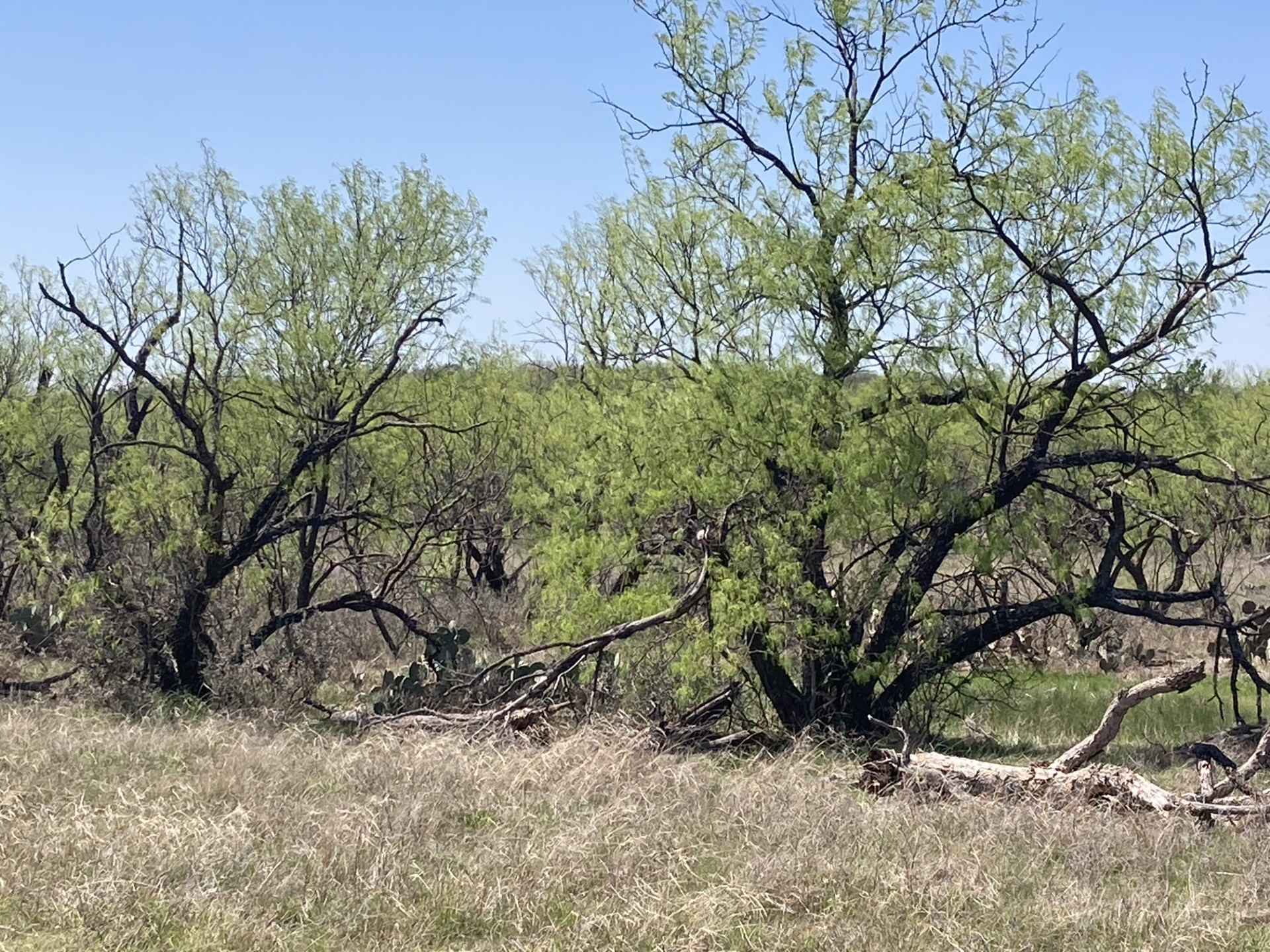 0000 Medlan Chapel Road Graham TX 76450