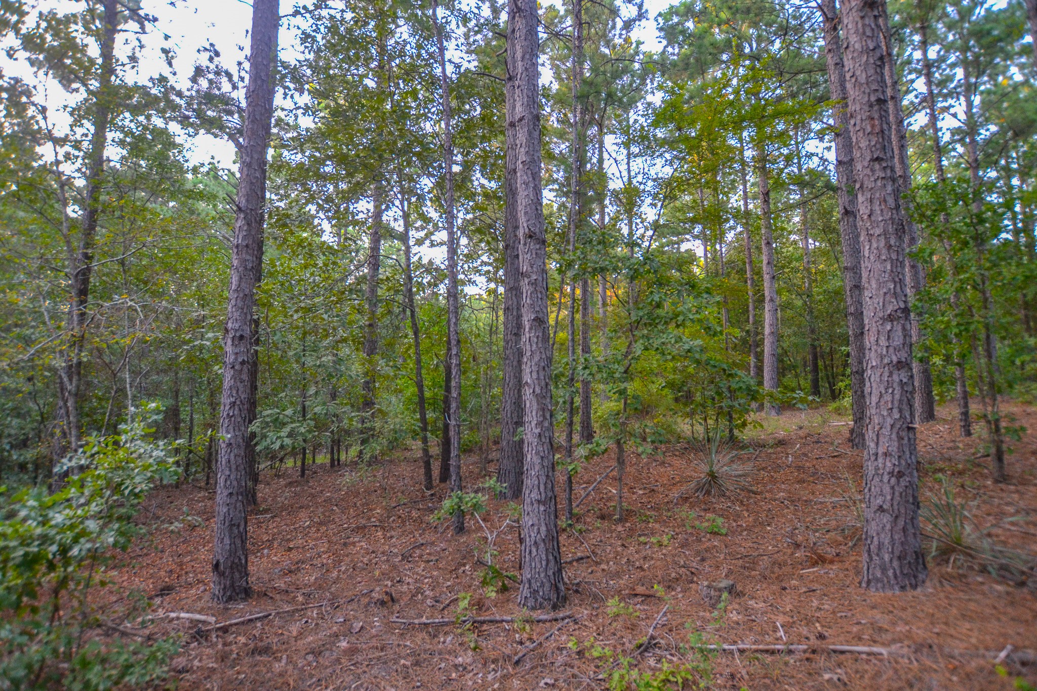 Tract 19 County Road 4224 Frankston TX 75763