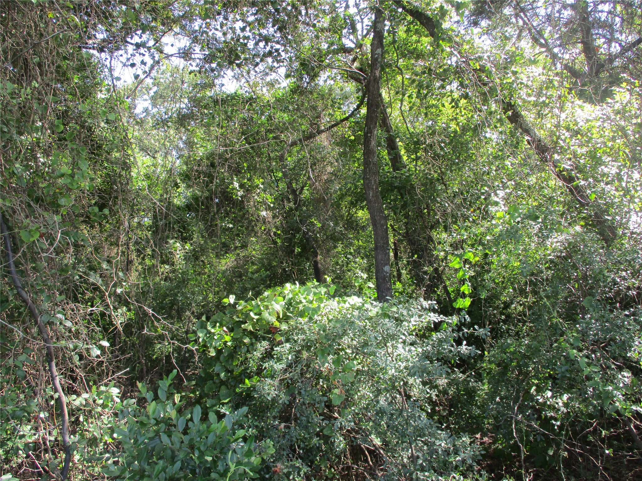 Tbd Rs County Road 4020 Emory TX 75440