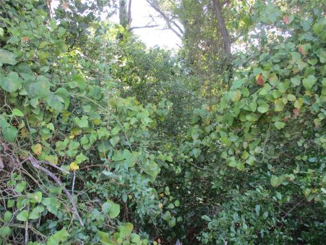 Tbd Rs County Road 4020 Emory TX 75440