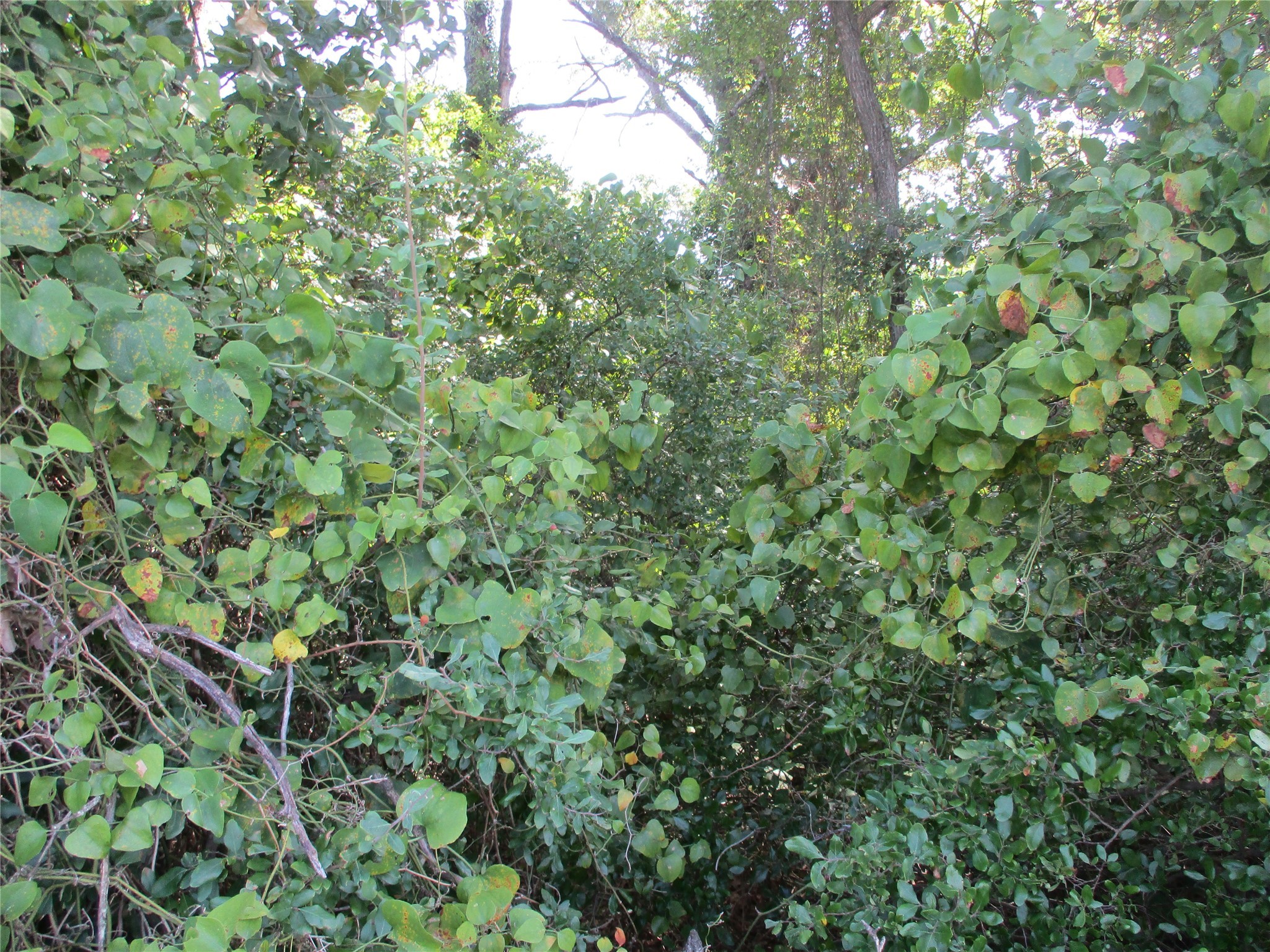 Tbd Rs County Road 4020 Emory TX 75440