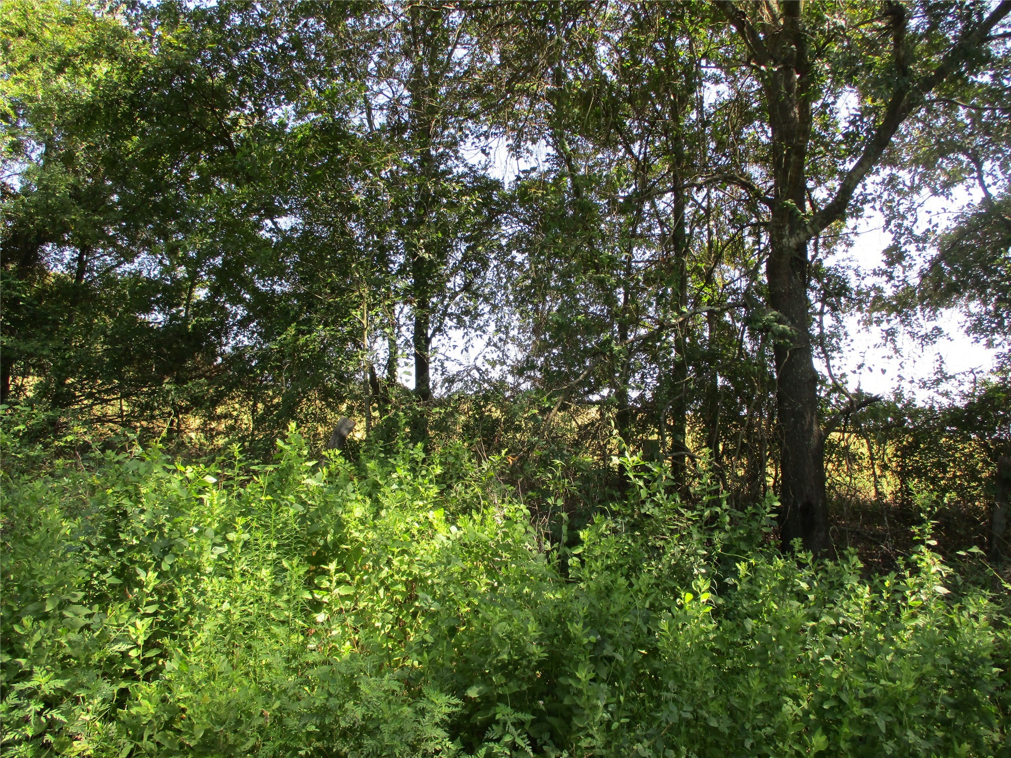 Tbd Rs County Road 4020 Emory TX 75440