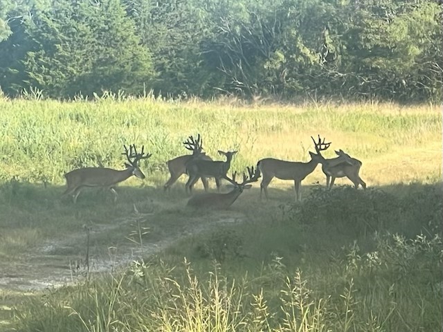 7304 Shady Lane Scurry TX 75158