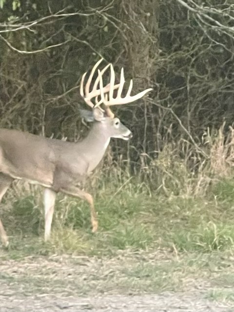 7304 Shady Lane Scurry TX 75158