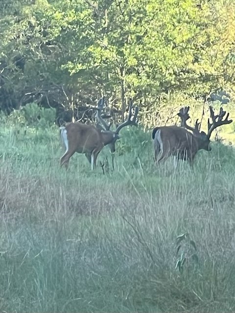 7304 Shady Lane Scurry TX 75158