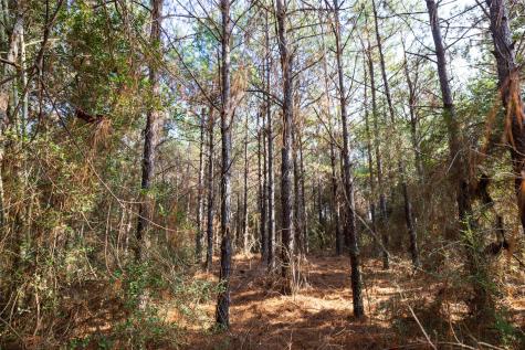 000 County Road 1245 Center TX 75935