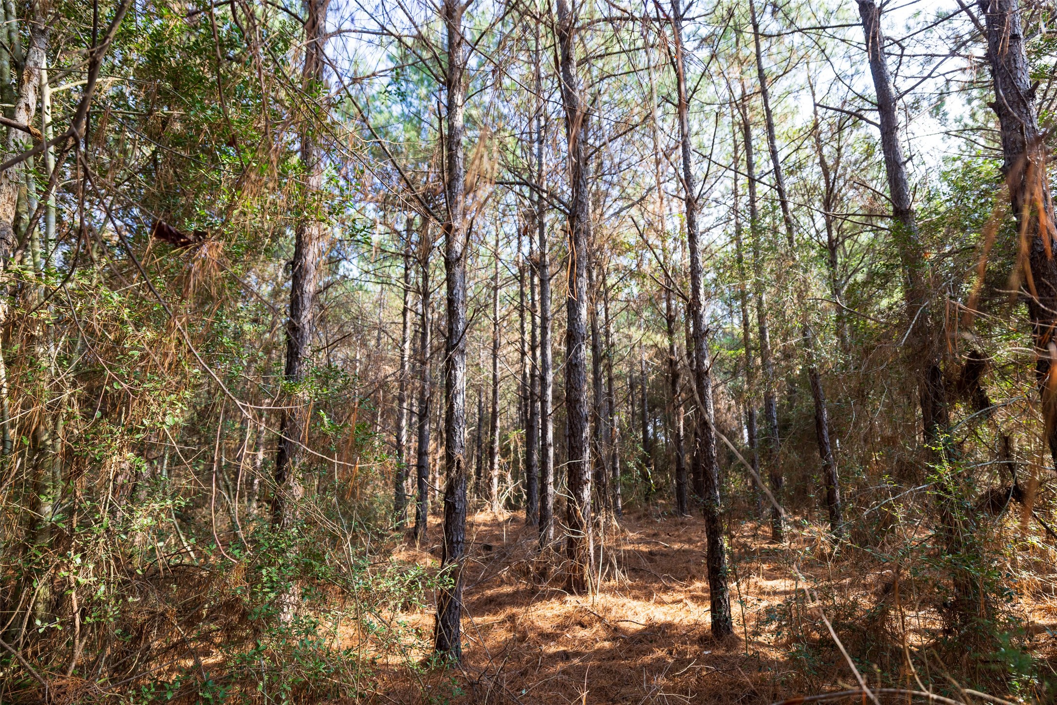 000 County Road 1245 Center TX 75935