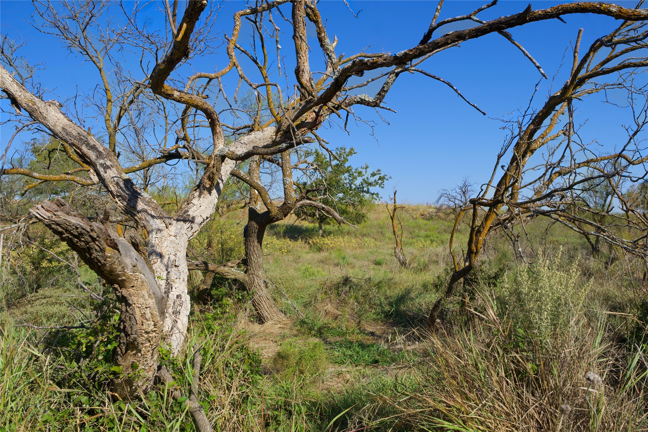 Tbd Highway 81 Ringgold TX 76261