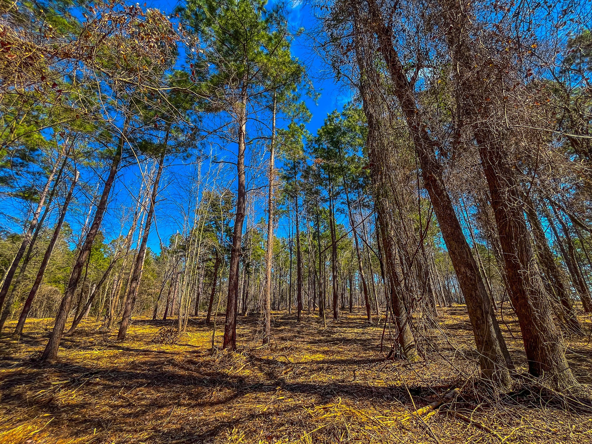 Tract 2 County Road 1713 Jacksonville TX 75766