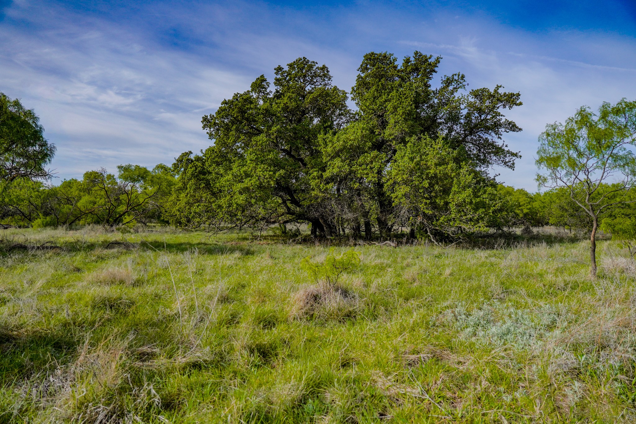 Tbd Roney Road Jacksboro TX 76458