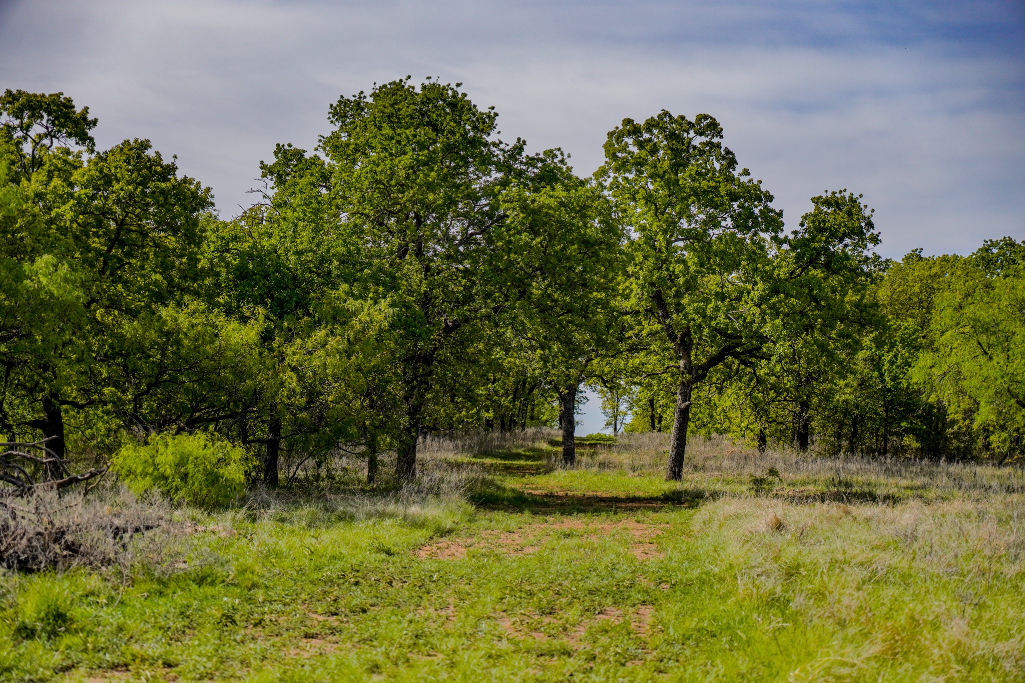 Tbd Roney Road Jacksboro TX 76458