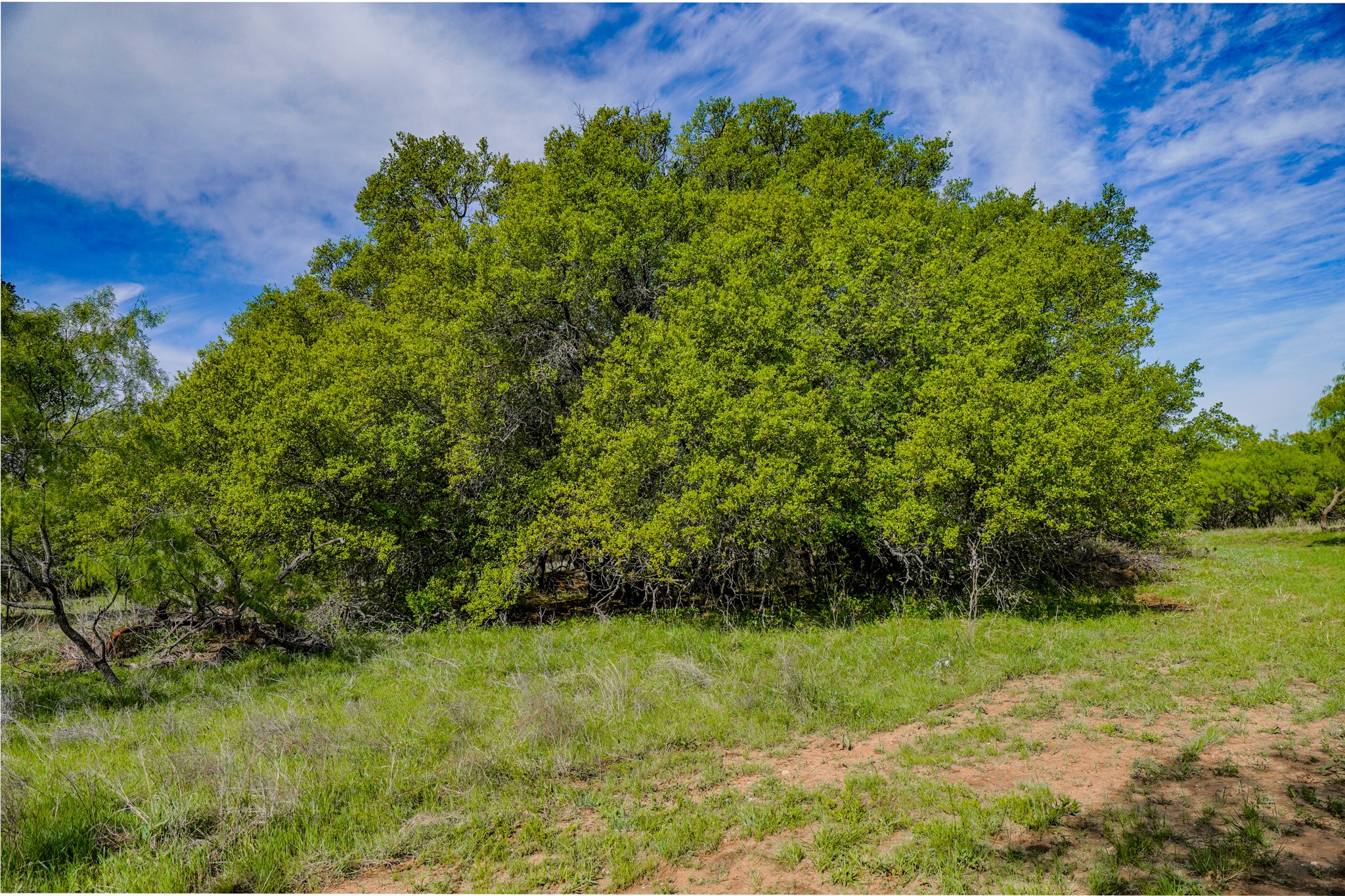 Tbd Roney Road Jacksboro TX 76458
