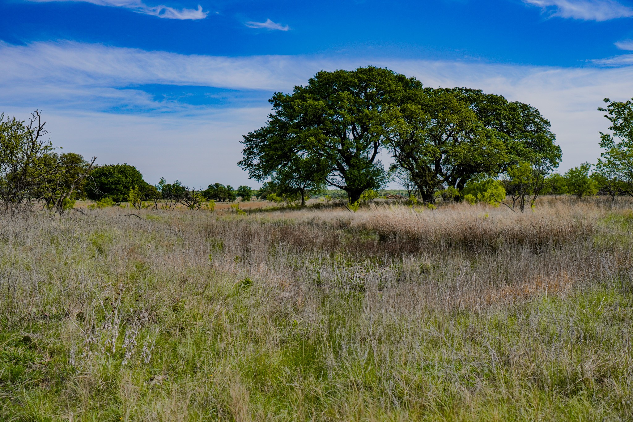 Tbd Roney Road Jacksboro TX 76458