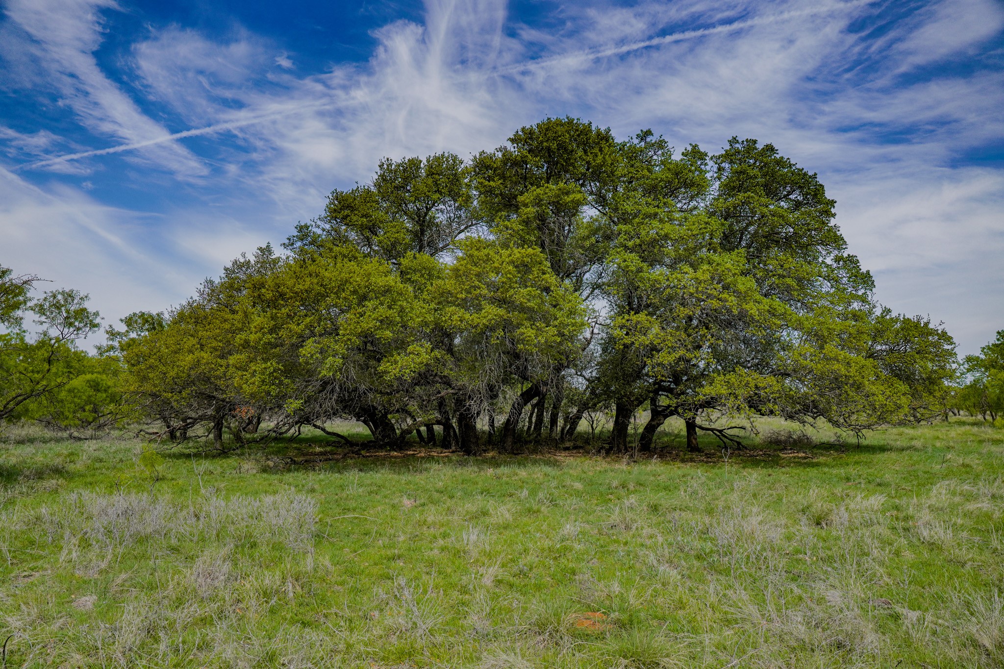Tbd Roney Road Jacksboro TX 76458