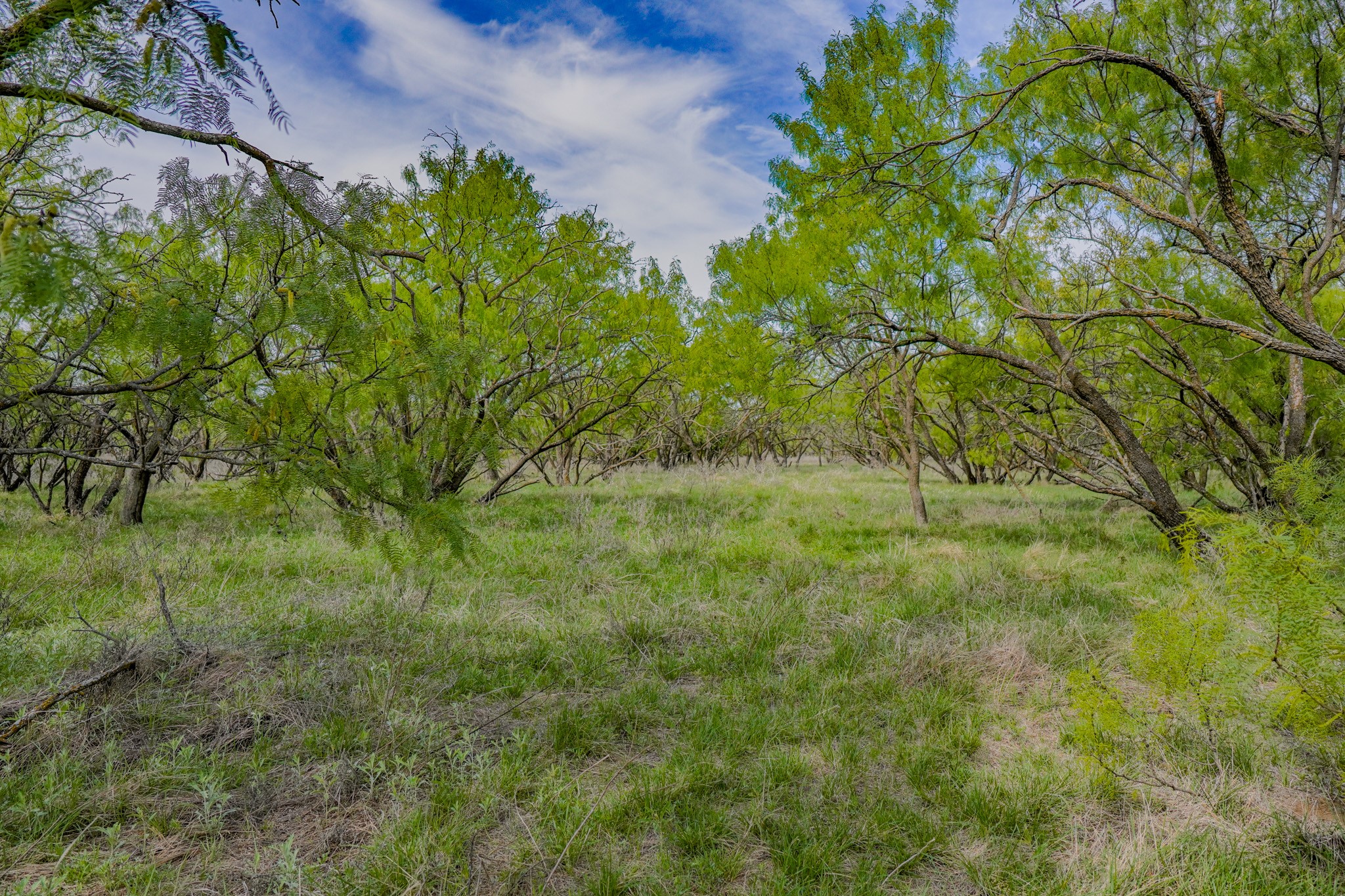 Tbd Roney Road Jacksboro TX 76458