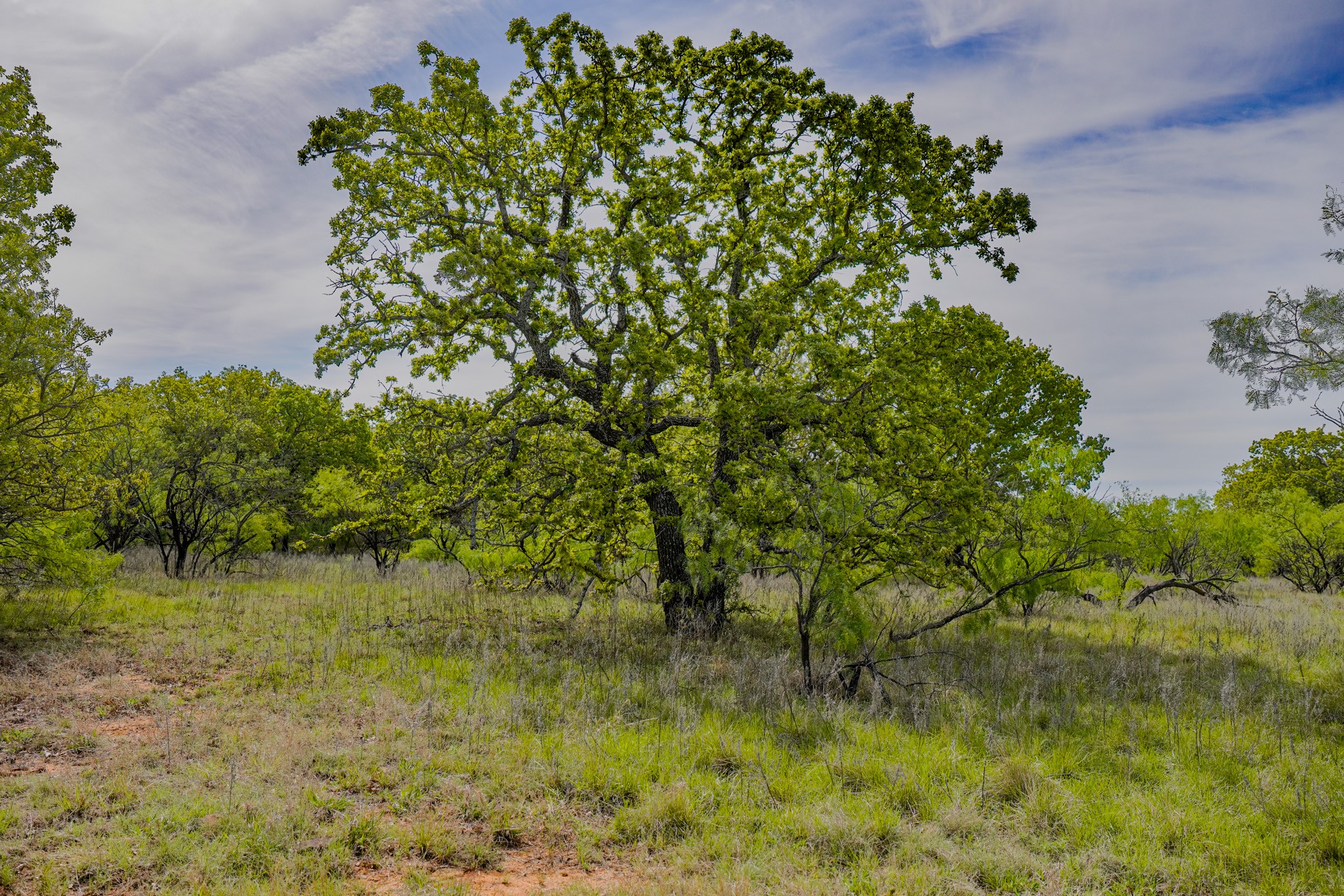 Tbd Roney Road Jacksboro TX 76458