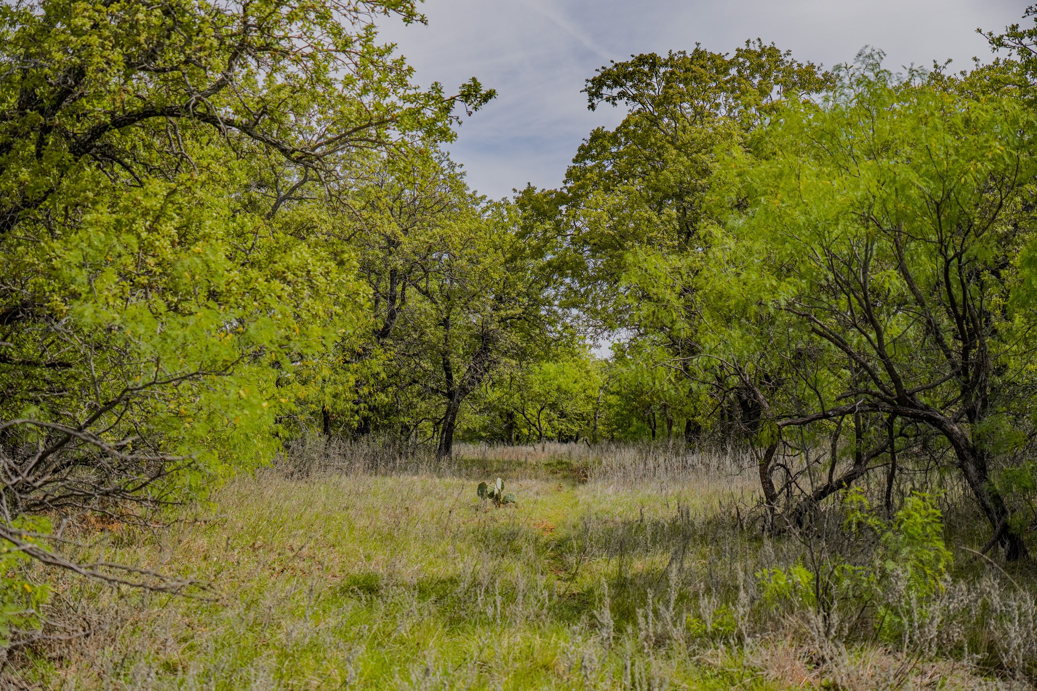 Tbd Roney Road Jacksboro TX 76458