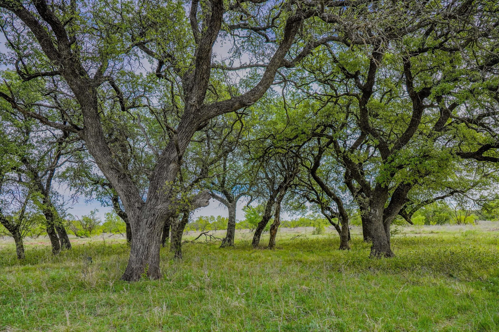 Tbd Roney Road Jacksboro TX 76458