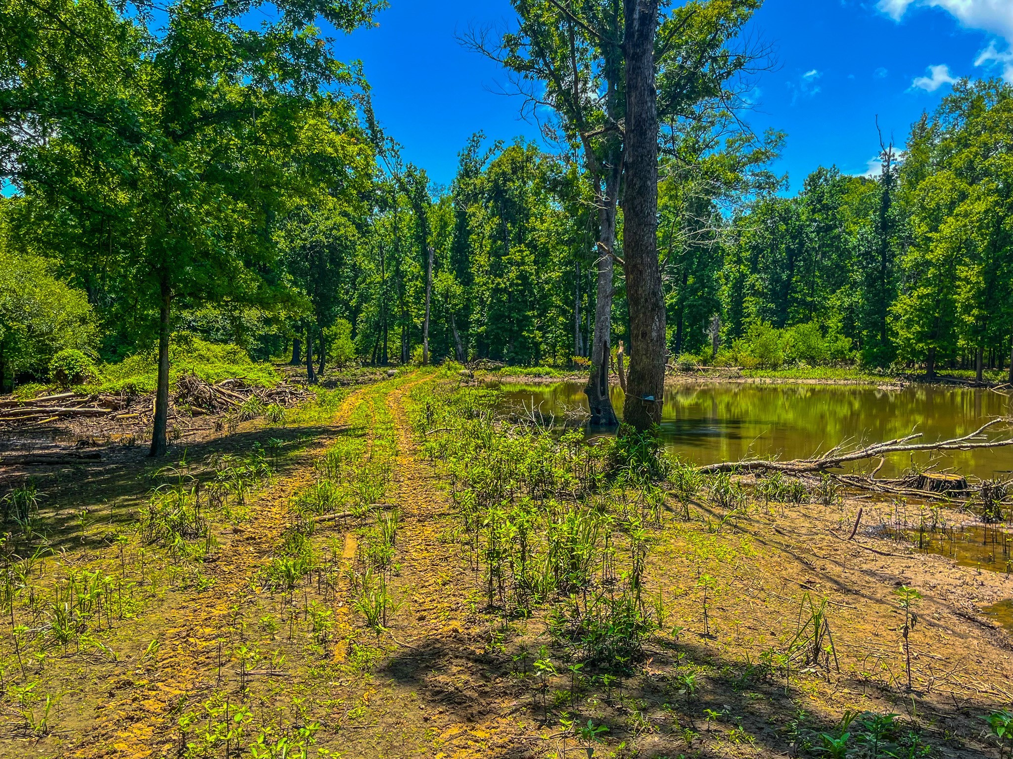 Tbd County Road 1906 Jacksonville TX 75766