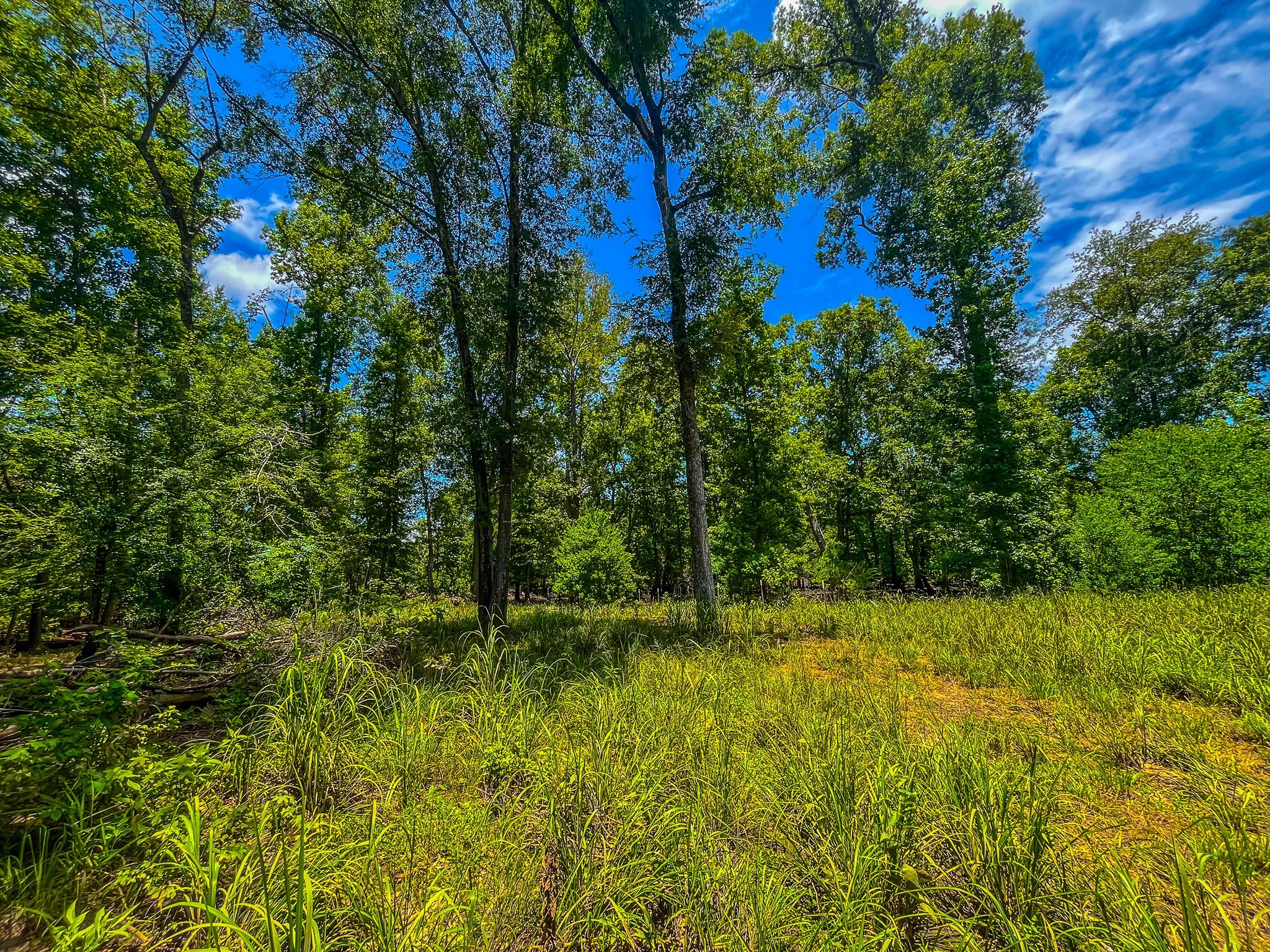 Tbd County Road 1906 Jacksonville TX 75766