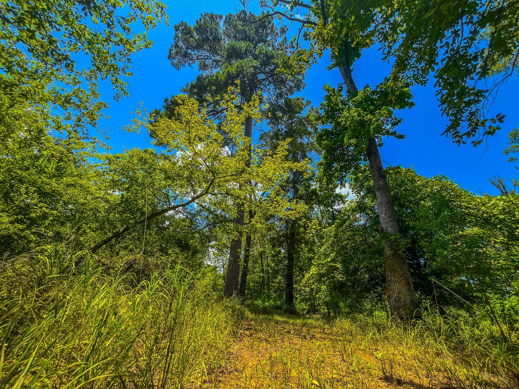 Tbd County Road 1906 Jacksonville TX 75766