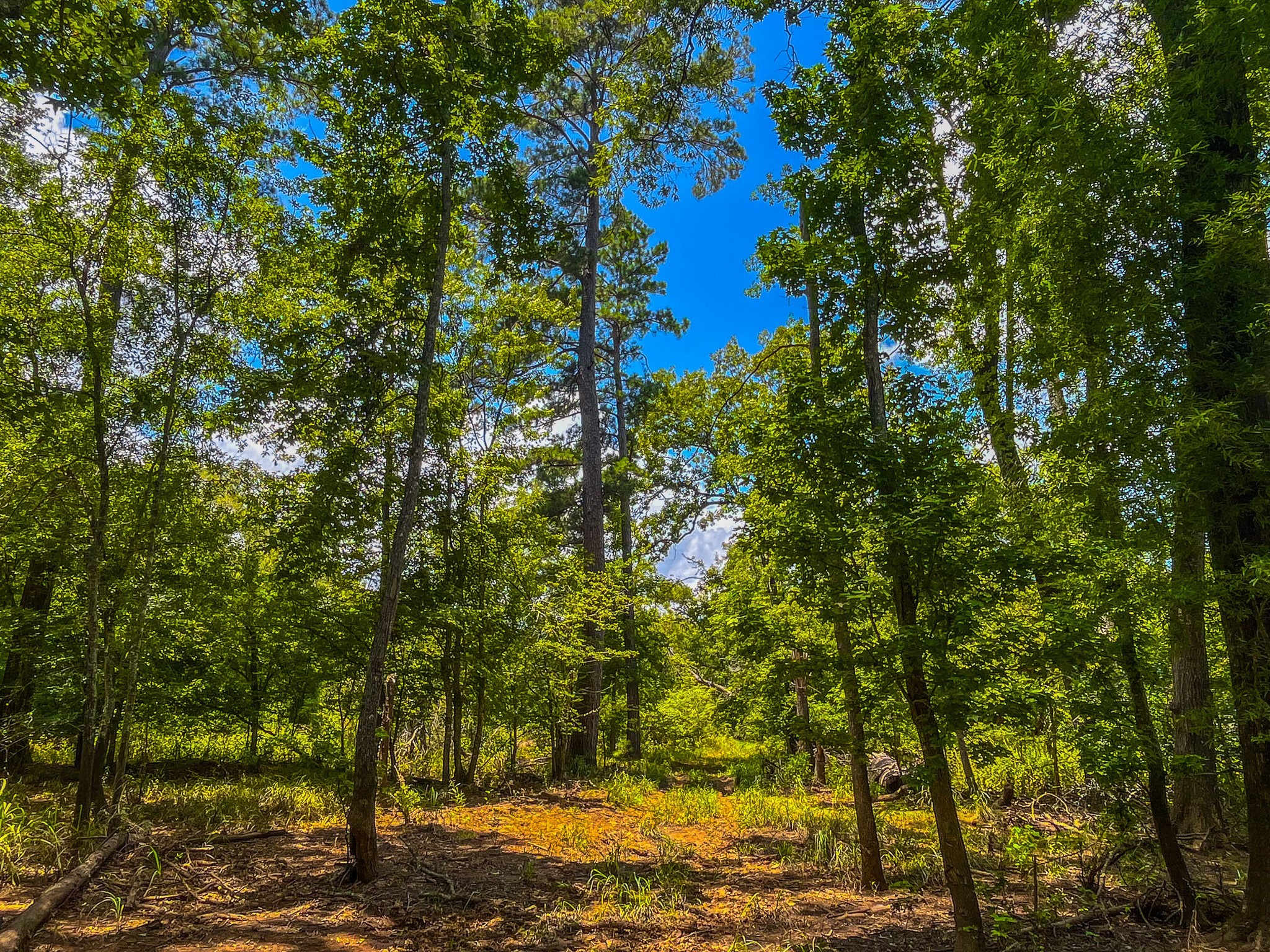Tbd County Road 1906 Jacksonville TX 75766